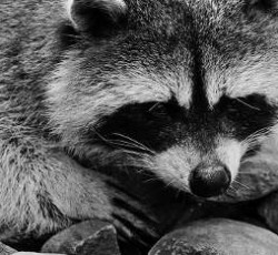 Rocking Raccoon - Κριτικές του Κώλου 