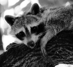 Rocking Raccoon - Η Μασχάλη της Scarlett 