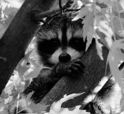 Rocking Raccoon - Amos ήταν προτού Γυαλί να γίνει 