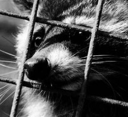 Rocking Raccoon - Ισλανδική Καυτή Σάλτσα 