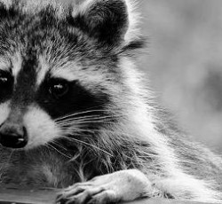 Rocking Raccoon - Oli Τρόλλινγκ 