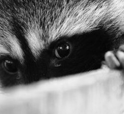 Rocking Raccoon - To Στριπτίζ της Scabbia 