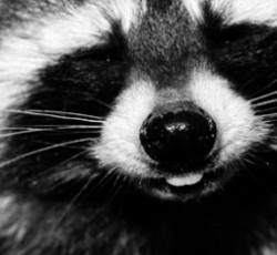 Rocking Raccoon - Beam Me Up Scotty 