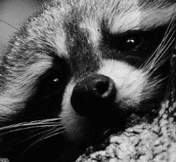 Rocking Raccoon - Τρικοτρητ; 