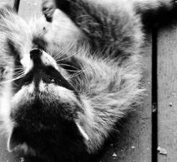 Rocking Raccoon - Zooey σε μας 