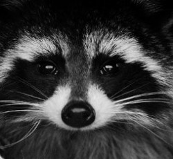 Rocking Raccoon - Το Τείχος της Σιωπής 