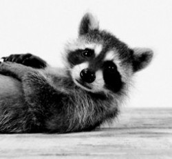 Rocking Raccoon - Oι Dream Theater σκηνοθετούν το reality του The Wall 