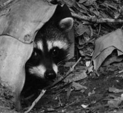 Rocking Raccoon - O Φίλος μου ο Γούγλης 