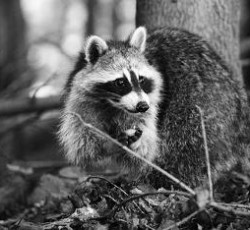 Rocking Raccoon - Mustaine, 2012