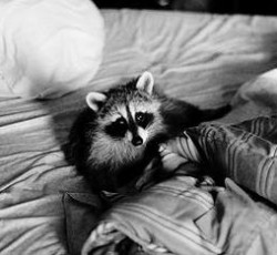 Rocking Raccoon - Ο μούσιας, η γριά και ο μεταλλάς