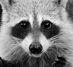 Rocking Raccoon - Skrillex remixes Μetallica