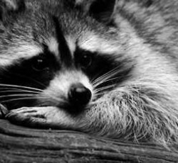 Rocking Raccoon - Red Hot Chili Bastards