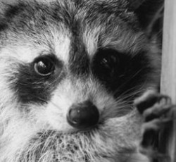 Rocking Raccoon - O Tσάκας είναι ο νέος drummer των Dream Theater 