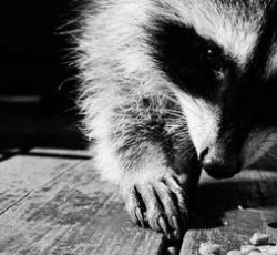 Rocking Raccoon - Η Miley Cyrus μαχαιρώνει κουφούς 