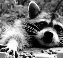 Rocking Raccoon - Συνέντευξη του Μαλακιάν στο Al-Jazeera 