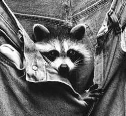 Rocking Raccoon - O Bob Dylan διασκευάζει Aerosmith στο Glee 