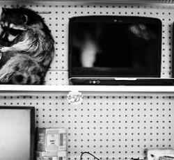 Rocking Raccoon - Γκαγκά για τη Gaga 