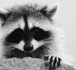 Rocking Raccoon - Άρωμα Γυναίκας 