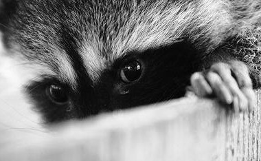 Rocking Raccoon - To Στριπτίζ της Scabbia