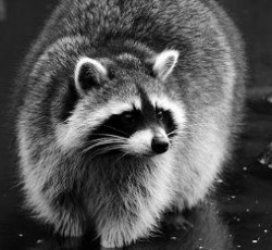 Rocking Raccoon - Το φλουρί του Kanye