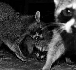 Rocking Raccoon - Refused?