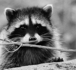 Rocking Raccoon - Σώπα Καλέ Κυρία