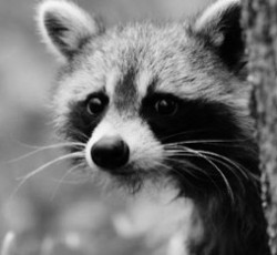 Rocking Raccoon - Walt Del Division