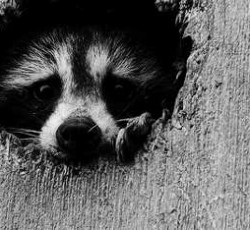 Rocking Raccoon - Κάτι σχετικό με το Superbowl