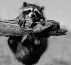 Rocking Raccoon - H Νύχτα του Αγίου Βαλεντίνου