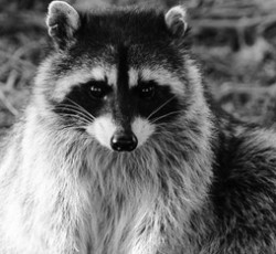 Rocking Raccoon - Πολύ Μεγάλη Βδομάδα 