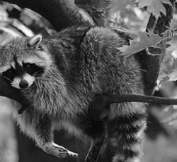 Rocking Raccoon - The Coon Is Missing