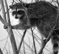 Rocking Raccoon - How Kiss Saved The Day