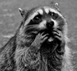 Rocking Raccoon - Virtual Insanity 