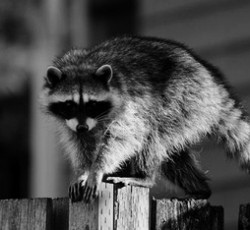 Rocking Raccoon - Because of the Shame 