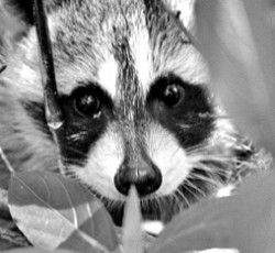 Rocking Raccoon - Παλμός και Τσίπα 