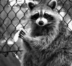 Rocking Raccoon - Χαρ Χαρ Χαρ 