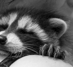 Rocking Raccoon - Μας Πετάξαν Λάσπες 