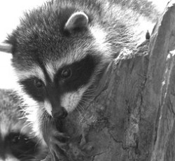 Rocking Raccoon - Κέντρο Ξιφασκίας 