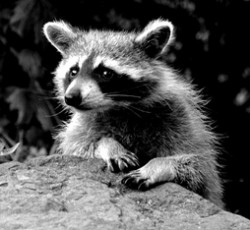 Rocking Raccoon - Όλοι Γκρίνγκος Λόκος 