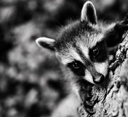 Rocking Raccoon - Έβλεπε άλλος Jag; 