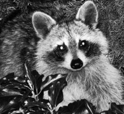 Rocking Raccoon - Άλλη Μια Αηδία 