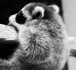 Rocking Raccoon - Korpiδάαντη 