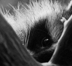 Rocking Raccoon - Ο Γάμος της Χιλιετίας 