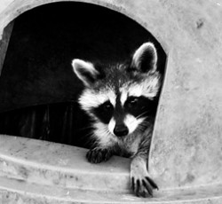 Rocking Raccoon - Otherside 