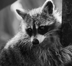 Rocking Raccoon - 57 