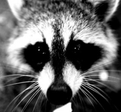 Rocking Raccoon - Μπλιε και Billie Joe 