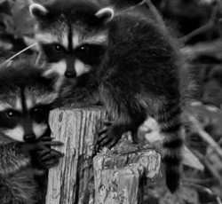 Rocking Raccoon - Πάτερ PSΥίσιος 