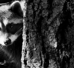 Rocking Raccoon - WOAH OH OH AH AH AH 