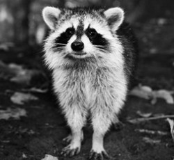 Rocking Raccoon - ?uestlove 