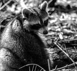 Rocking Raccoon - Do You Have The Timah? 